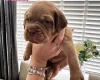 Dogue De Bordeaux