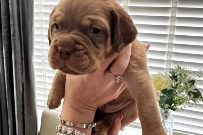Dogue De Bordeaux