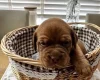 Dogue De Bordeaux