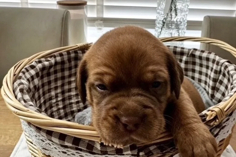 Dogue De Bordeaux