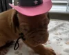 Dogue De Bordeaux