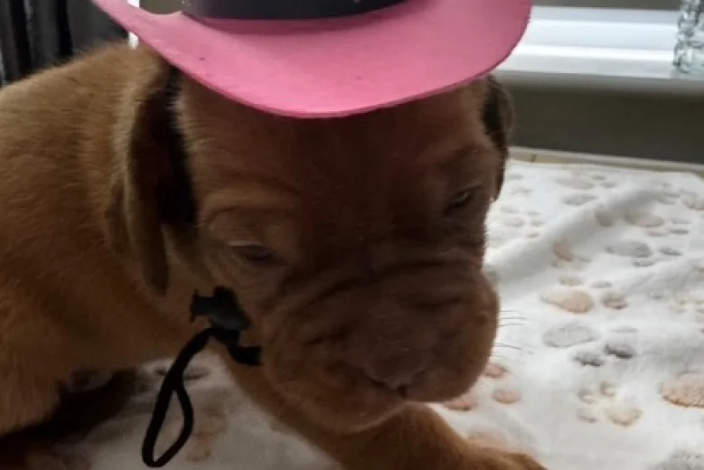 Dogue De Bordeaux