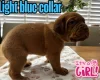 Dogue De Bordeaux