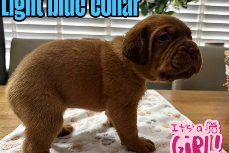 Dogue De Bordeaux