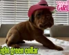 Dogue De Bordeaux