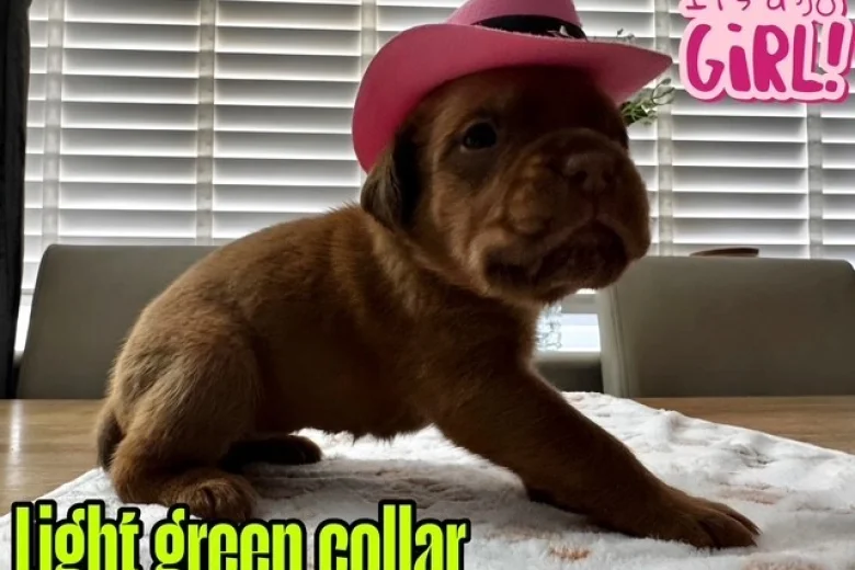 Dogue De Bordeaux