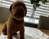 Dogue De Bordeaux