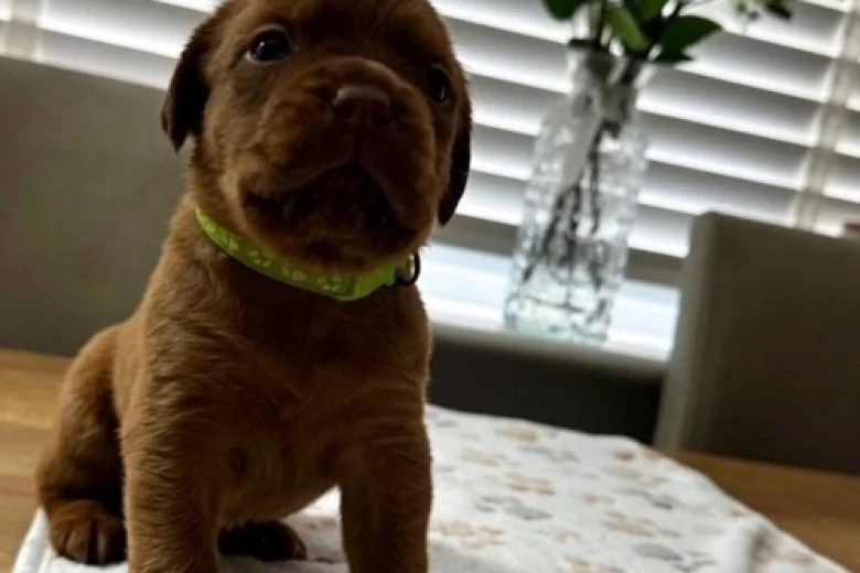 Dogue De Bordeaux