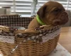 Dogue De Bordeaux