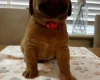 Dogue De Bordeaux
