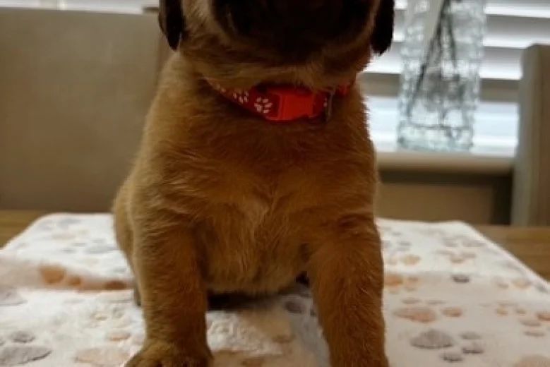 Dogue De Bordeaux