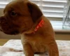 Dogue De Bordeaux