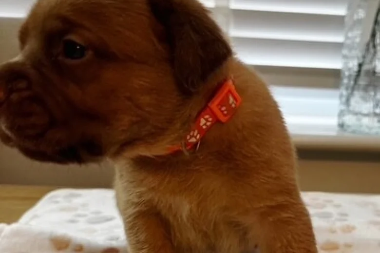 Dogue De Bordeaux