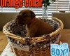 Dogue De Bordeaux