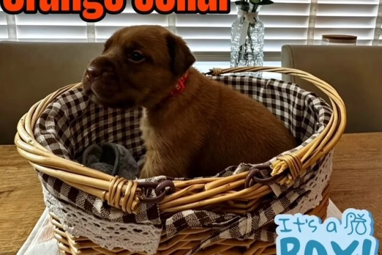 Dogue De Bordeaux