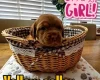 Dogue De Bordeaux