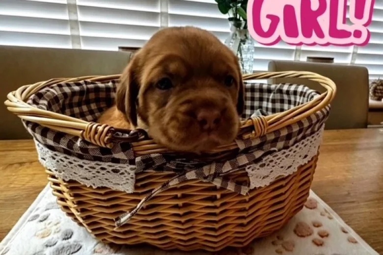 Dogue De Bordeaux