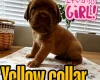Dogue De Bordeaux