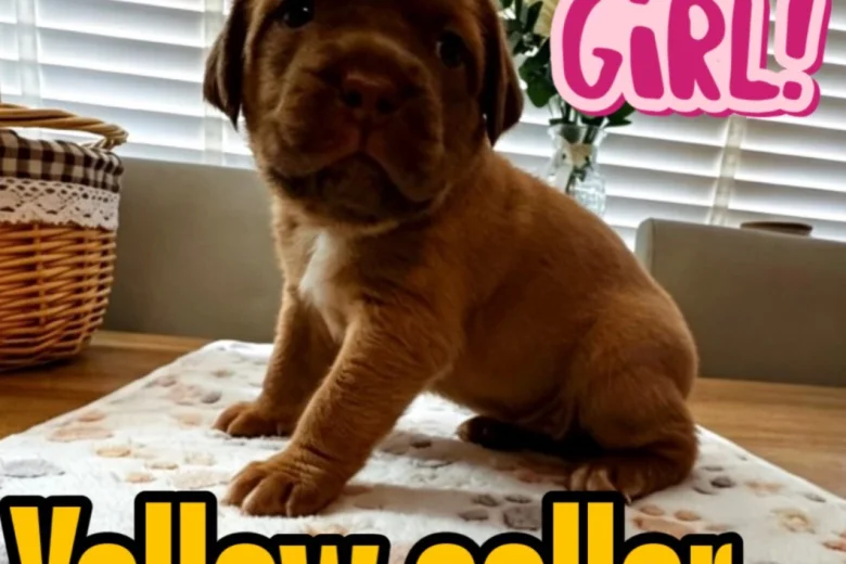 Dogue De Bordeaux