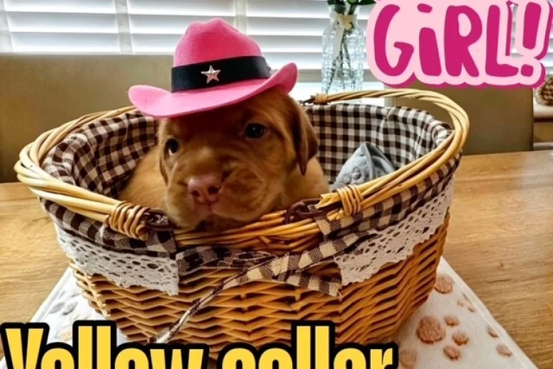 Dogue De Bordeaux