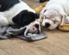Dorset Olde Tyme Bulldogge