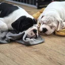 Dorset Olde Tyme Bulldogge