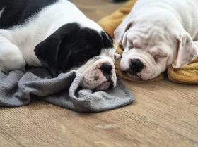 Dorset Olde Tyme Bulldogge