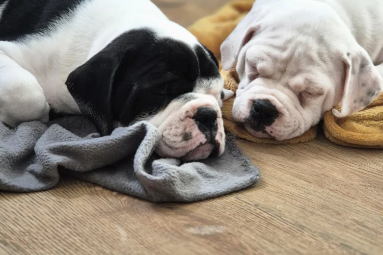 Dorset Olde Tyme Bulldogge
