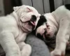 Dorset Olde Tyme Bulldogge
