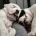 Dorset Olde Tyme Bulldogge
