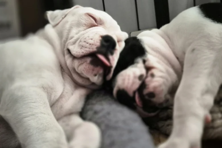 Dorset Olde Tyme Bulldogge