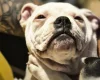 Dorset Olde Tyme Bulldogge