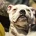 Dorset Olde Tyme Bulldogge