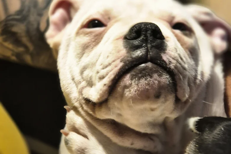 Dorset Olde Tyme Bulldogge