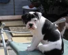 Dorset Olde Tyme Bulldogge