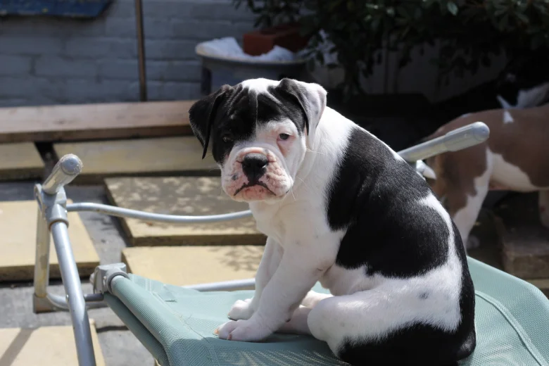 Dorset Olde Tyme Bulldogge