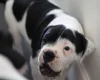 Dorset Olde Tyme Bulldogge