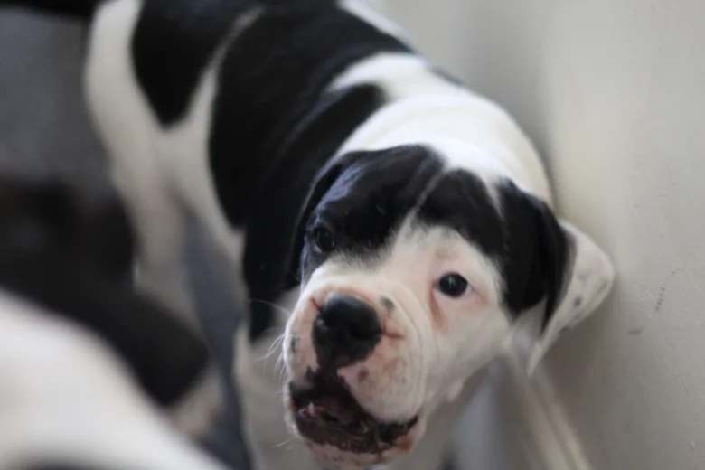 Dorset Olde Tyme Bulldogge