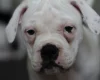 Dorset Olde Tyme Bulldogge