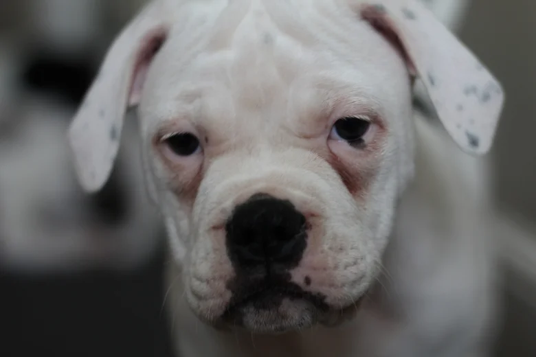 Dorset Olde Tyme Bulldogge