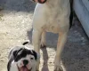 Dorset Olde Tyme Bulldogge