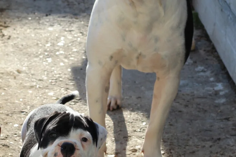 Dorset Olde Tyme Bulldogge