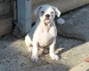 Dorset Olde Tyme Bulldogge