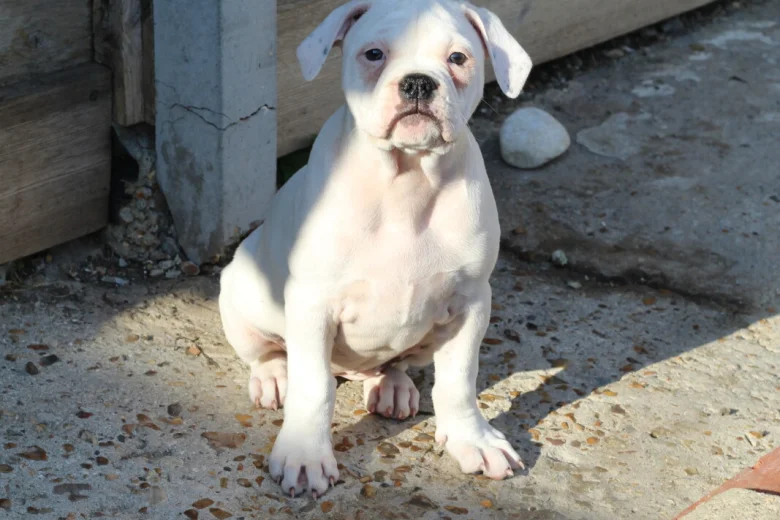 Dorset Olde Tyme Bulldogge