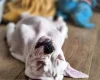 Dorset Olde Tyme Bulldogge