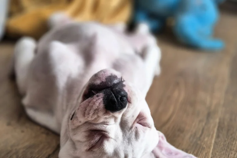 Dorset Olde Tyme Bulldogge