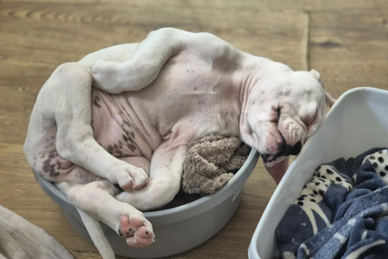 Dorset Olde Tyme Bulldogge