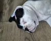 Dorset Olde Tyme Bulldogge