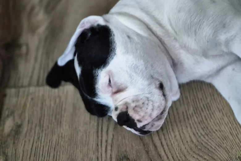 Dorset Olde Tyme Bulldogge