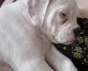 Dorset Olde Tyme Bulldogge